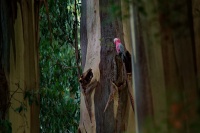 Kakadu ruzovy - Eolophus roseicapilla - Galah o2368